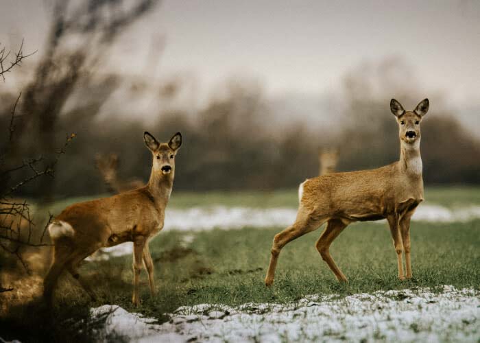 Park dzikich Zwierząt Kadzidłowo Park dzikich Zwierząt Kadzidłowo